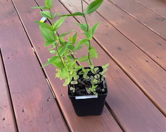 Planta viva de menta de montaña Blunt (Pycnanthemum muticum) de 30-60 cm (12-24 pulgadas), se envía a raíz desnuda.