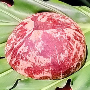 Organic Coconut Shell Bowl for Face Masks, Scrubs