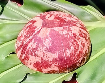 Skorupka kokosa