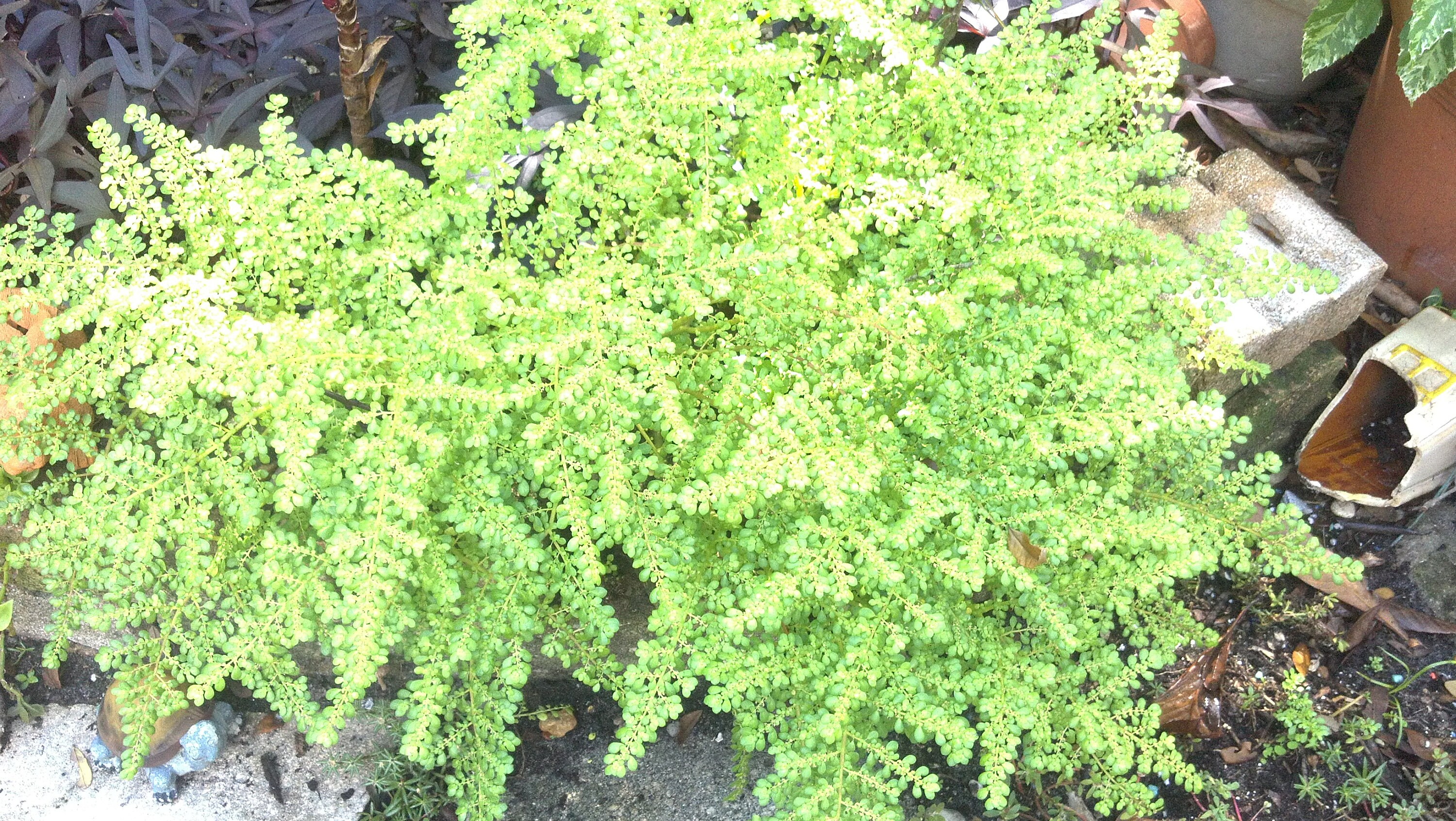 Organic Baby Tears Green Soleirolia Soleirolii Ground Cover