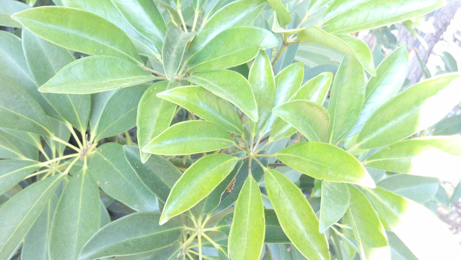 Schefflera plant / Umbrella Plant clean air cutting Etsy