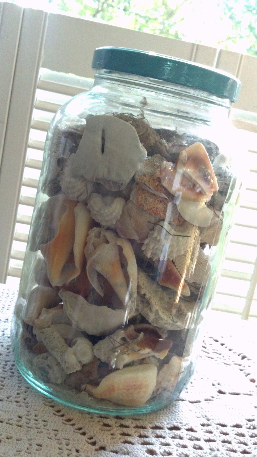 Huge Glass Jar full of Sea Shells Gulf of Mexico Supplies Etsy