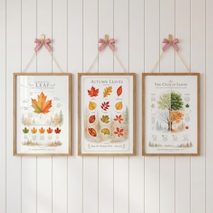 May include: Three vertical wall posters with light wood frames, each suspended by a red and white gingham ribbon. The prints feature educational botanical illustrations of leaves, including diagrams of leaf anatomy, autumn leaf types, and seasonal cycles.