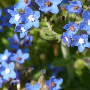 Alkanet SEEDS. - Anchusa officinalis - Seed - DYE