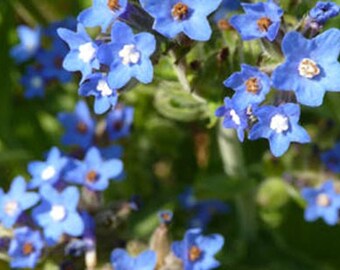 Alkanet SEEDS. - Anchusa officinalis - 20 Seed - DYE