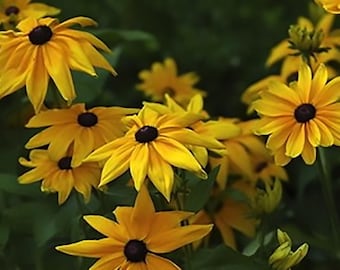 Black Eyed Susan Seeds - Rudbeckia fulgida -  30 Seeds