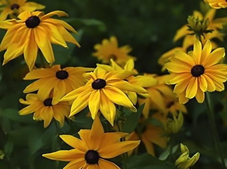 MizzTizzysWeedsSeeds Black Eyed Susan Seeds