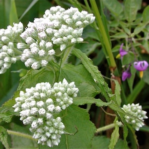 Boneset Seeds  - Eupatorium (Eupatorium Perfoliatum) -- Medicinal Herb - Seeds