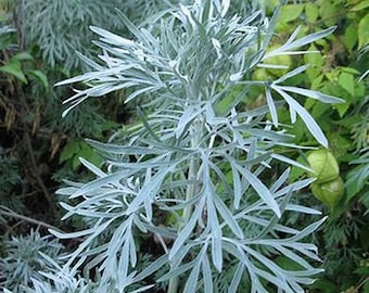 Wormwood, Absinthe  -  Artemisia absinthium -- Medicinal Herb - Seeds