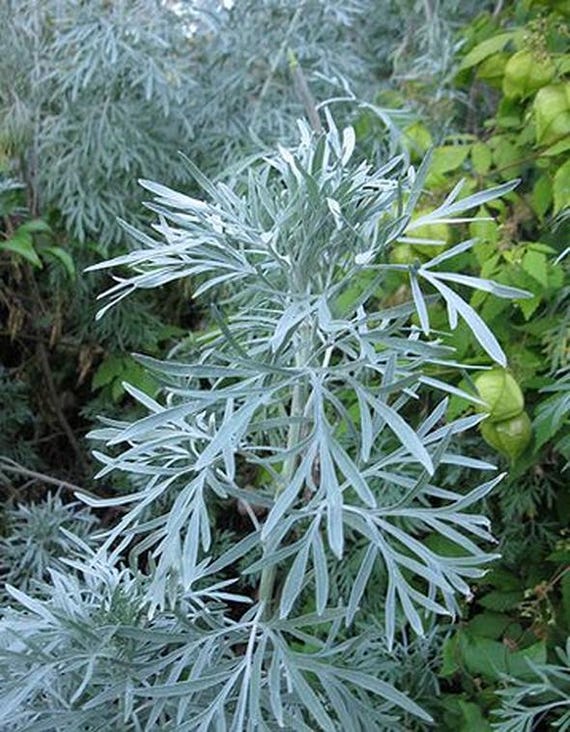 Wormwood, Absinthe - Artemisia Absinthium -- Medicinal Herb - SEEDS - Etsy  Norway