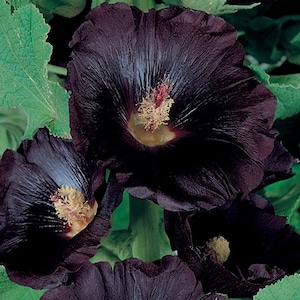 Rose trémière noire - Alcea rosea