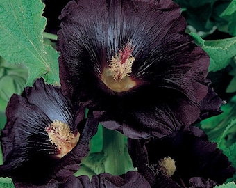 Black Hollyhock - Alcea rosea