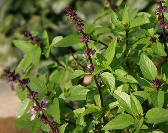 Nicobar Tulsi  - Ocimum sanctum Lamiaceae  -  SEEDS