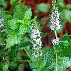 Mint Seeds - Peppermint - Mentha piperita - medicinal herb - Seeds