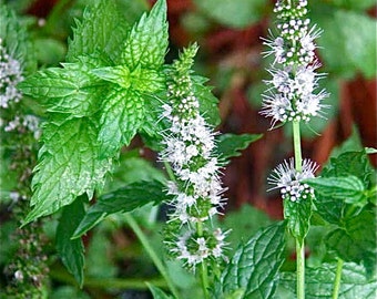 Mint Seeds - Peppermint - Mentha piperita - medicinal herb - Seeds