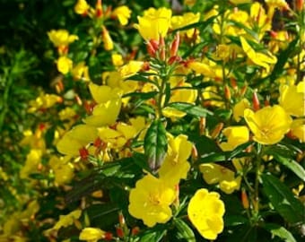Primrose Seeds - Oenothera - Ozark Sundrops --- Seeds
