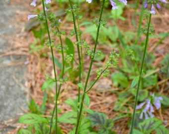 Salvia lyrata - Great Ground Cover