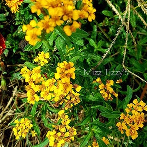 Mexican Mint Marigold Tagetes lucida SEEDS image 2