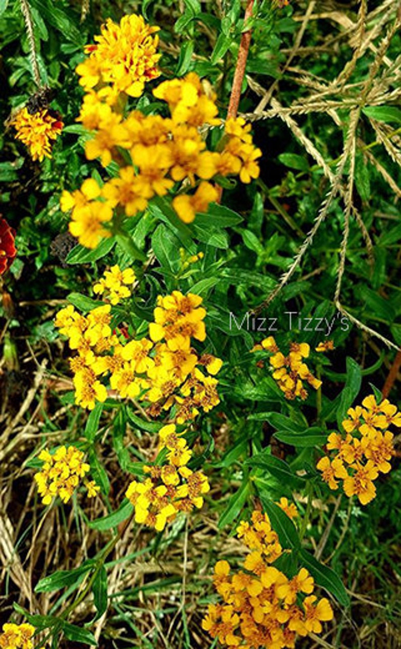 Mexican Mint Marigold Tagetes lucida SEEDS image 2