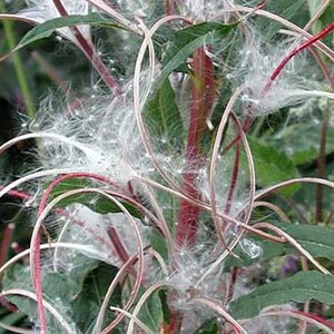 Fireweed Seeds Rosebay Willowherb Epilobium angustifolium Medicinal Herb SEEDS image 3