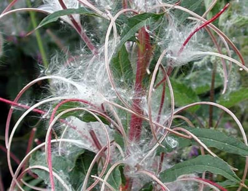 Fireweed Seeds Rosebay Willowherb Epilobium angustifolium Medicinal Herb SEEDS image 3
