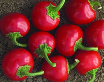 Red Cherry Sweet Pepper