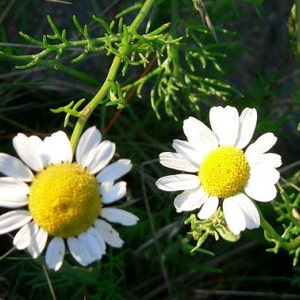 Chamomile Seeds - Matricaria recutita -- Medicinal Herb  -  SEEDS