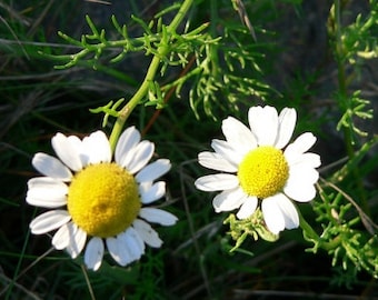 Chamomile Seeds - Matricaria recutita -- Medicinal Herb  -  SEEDS