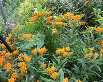 Pleurisy Root  -   Asclepias tuberosa - Seed - Milkweed