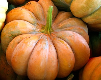 Pumpkin Seeds  -  "Musque de Provence" - Seeds