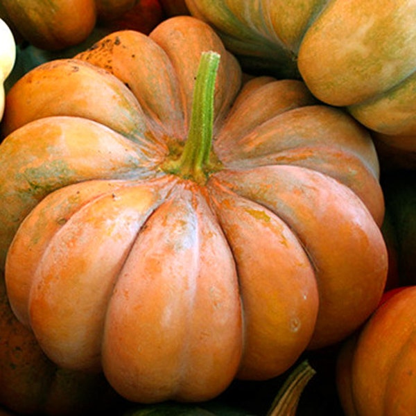 Pumpkin Seeds  -  "Musque de Provence" - Seeds