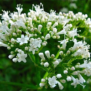Valerian Seeds - Valeriana officinalis -- Medicinal Herb - Seeds