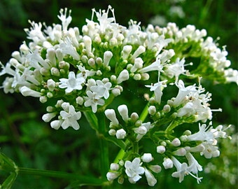 Valerian Seeds - Valeriana officinalis -- Medicinal Herb - Seeds