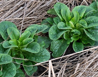 Corn Salad -  Valerianella locusta  -  60 Seeds