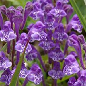 Skullcap - Scutellaria baicalensis -- Herb - Seeds