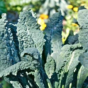 Kale - Lacinato - Italian - Seeds