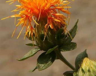 Safflower SEEDS - " Zanzibar " - Carthamus tinctorius L. -- Medicinal Herb - Seeds