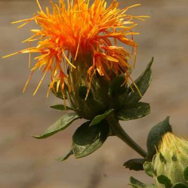 Safflower SEEDS - " Zanzibar " - Carthamus tinctorius L. -- Medicinal Herb - Seeds