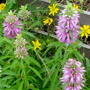 Lemon Mint - Monarda citriodora - Seeds