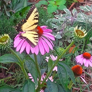 Echinacea Seeds - Purple Coneflower - Echinacea purpurea -- Medicinal Herb - Seeds