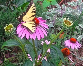 Echinacea Seeds - Purple Coneflower - Echinacea purpurea -- Medicinal Herb - Seeds