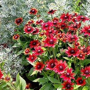 Rudbeckia Seeds - Rudbeckia hirta - "Cherry Brandy"