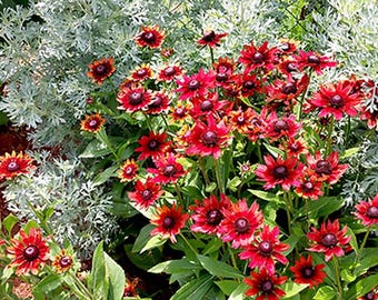 Rudbeckia hirta - "Cherry Brandy” - 25 Seeds