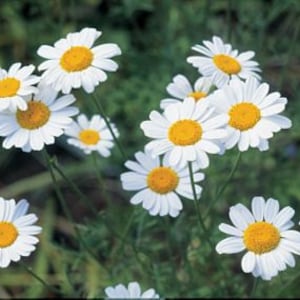 Pyrethrum Seeds - Tanacetum cinerariifolium -- Medicinal Herb - SEEDS