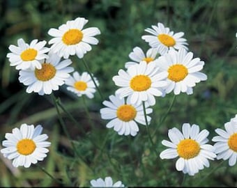 Pyrethrum Seeds - Tanacetum cinerariifolium -- Medicinal Herb - SEEDS