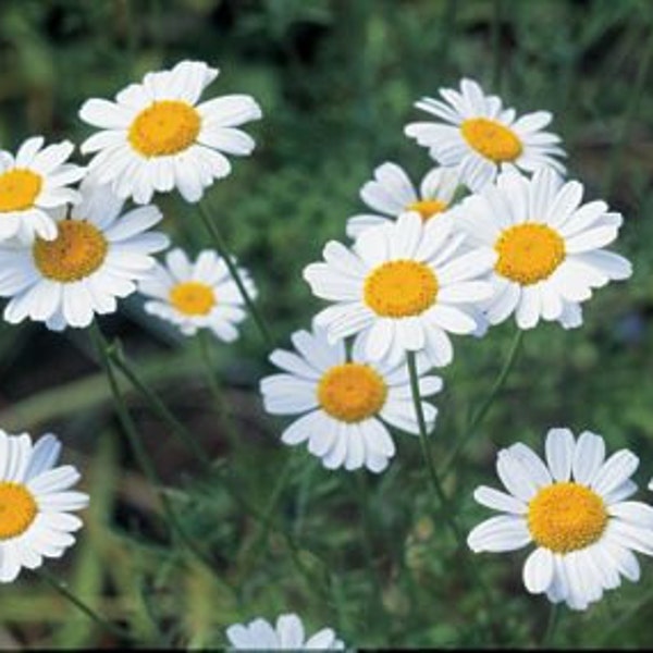 Pyrethrum Seeds - Tanacetum cinerariifolium -- Medicinal Herb - SEEDS