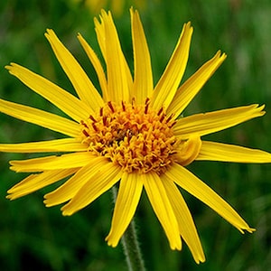 Mountain Tobacco Seeds - Arnica Montana - Seeds