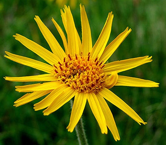 mountain tobacco plant Mountain Tobacco Seeds - Arnica Montana - Seeds