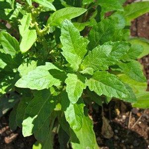 Epazote  (Dysphania ambrosioides) -- Medicinal Herb - Seeds