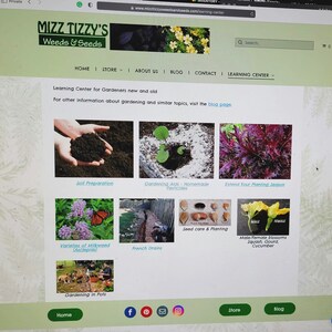 Marshmallow Seeds - Althea officinalis - Recipe Booklet - 25 Seeds image 9